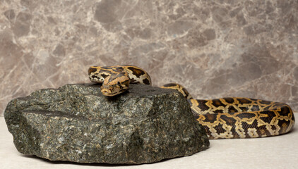 python symbol of the year according to the lunar calendar