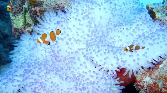 綺麗な白とピンク色のイソギンチャクの中で暮らす魚のカクレクマノミ