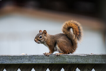 squirrel eating nut
