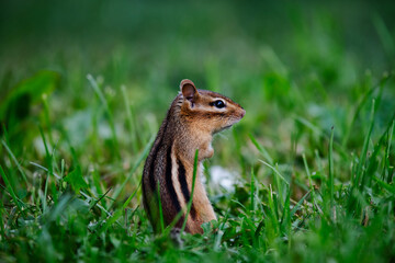 squirrel on the grass
