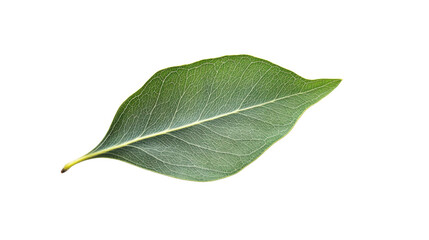 Obraz premium Green leaf showing veins on transparent background