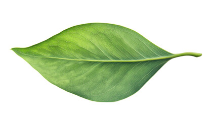Obraz premium Vibrant green leaf showing detailed veins on transparent background