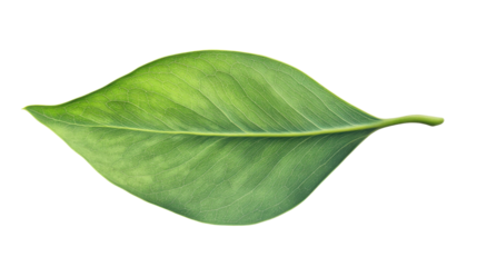 Vibrant green leaf showing detailed veins on transparent background