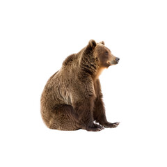 Fototapeta premium Majestic Brown Bear Sitting Peacefully in Natural Habitat