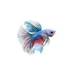 Fototapeta premium Colorful Betta Fish with Flowing Fins in Clear Water Background
