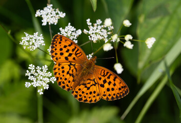 A butterfly with black and orange spots is sitting on a white flower