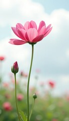 Obraz premium Crepis flower with overcast sky on a white background, soft cloud, peaceful scene