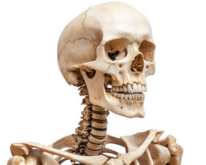 detailed human skeleton in side profile view, showcasing anatomical features and structure. This representation highlights intricate design of bones and joints