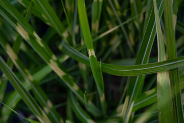 The grass is green and has a yellow stripe