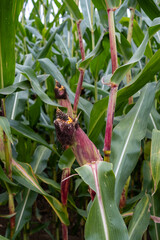 A stalk of corn with a brown tip