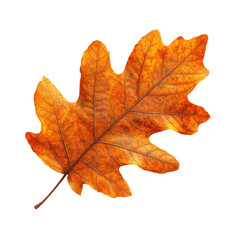 Fototapeta premium Oak autumn leaf isolated on transparent background 