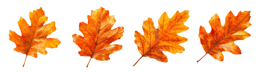 Fototapeta premium Set of Oak autumn leafs isolated on transparent background 