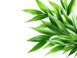 Fototapeta premium Lush Green Leaves on White Background