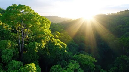 Sunlight breaks through the green canopy in a vibrant forest landscape