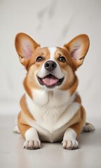 Small welsh corgi dog lying down on smooth white background, smooth, tidy, polished, sheen