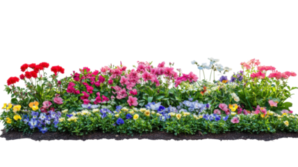 Colorful flower bed blooming with various spring flowers on transparent background
