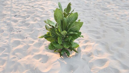 Close up green tree on the sand