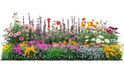Colorful flower bed blooming in garden with transparent background