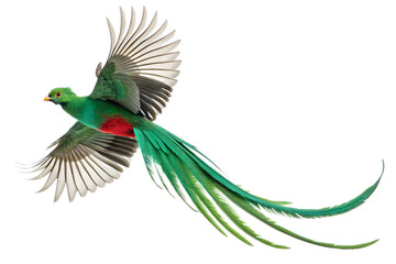 top view, Resplendent Quetzal is spreading its wings and flying isolated on a transparent background
