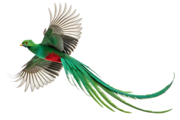 top view, Resplendent Quetzal is spreading its wings and flying isolated on a transparent background