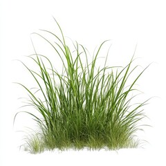 Obraz premium Lush green grass clump isolated on white background. (2)
