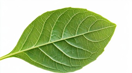Obraz premium Close-Up of a Fresh Green Leaf with Detailed Vein Patterns