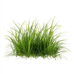 Lush green grass clump isolated on white background. (5)