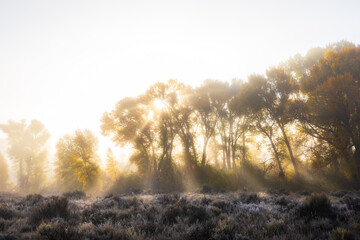 Morning sun shining through the cottonwood trees on a autumn foggy morning Gunnison, Colorado