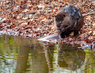 Beaver along a pond