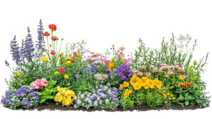 Colorful flower bed blooming in garden with transparent background