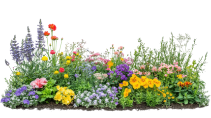 Colorful flower bed blooming in garden with transparent background