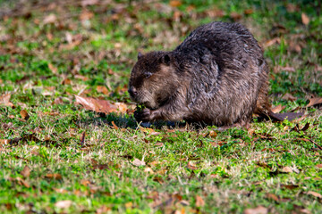 Beaver along a pond