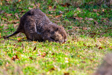 Beaver along a pond
