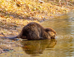 Beaver along a pond