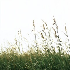 Naklejka premium Tall grass blowing gently in the wind against a bright white sky.