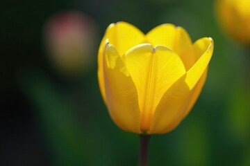 Single yellow tulip with cup-shaped petals unfolding, flowers, bloom
