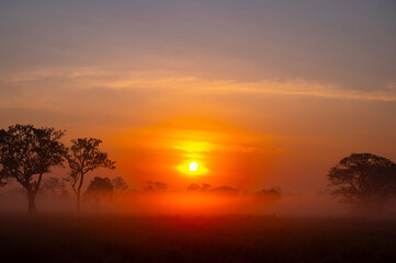 Sunset with foggy .A beautiful sunrise behind the large trees in spring with mist.Big tree silhouette with sun shining through. Springtime scenery of africa savannah field.Soft focus