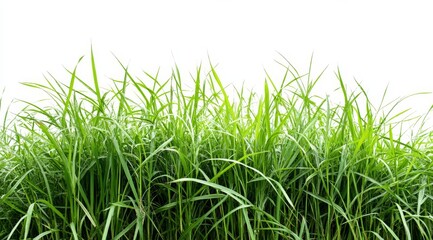 Obraz premium Lush green grass isolated on white background. (2)