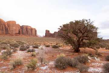 Lonely Tree of Monument Valley Tribal Park, Arizona, USA, November 5th 2024