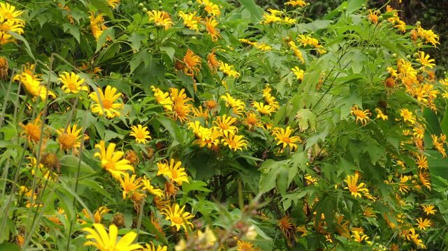 Beautiful Tithonia diversifolia,Tree Marigold flowers, Mexican tournesol or Mexican sunflower in Tad Moun waterfall.