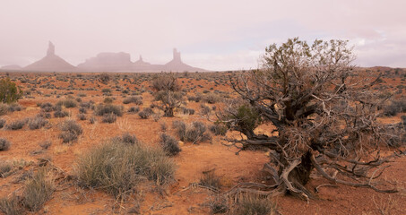 Lonely Tree of Monument Valley Tribal Park, Arizona, USA, November 5th 2024