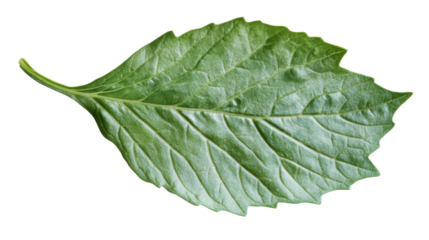 Green leaf with stem and veins isolated on a transparent background