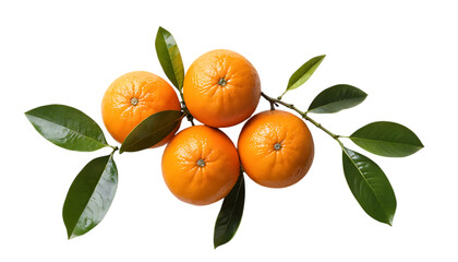 Ripe delicious oranges branch sways in breeze