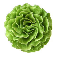 Obraz premium green and Fresh lettuce top view isolated on transparent white background, clipping path