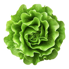 Obraz premium green and Fresh lettuce top view isolated on transparent white background, clipping path