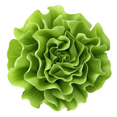 Obraz premium green and Fresh lettuce top view isolated on transparent white background, clipping path