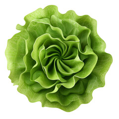 Fototapeta premium green and Fresh lettuce top view isolated on transparent white background, clipping path