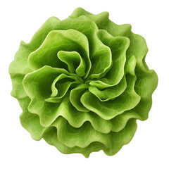 Fototapeta premium green and Fresh lettuce top view isolated on transparent white background, clipping path