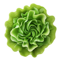 Obraz premium green and Fresh lettuce top view isolated on transparent white background, clipping path