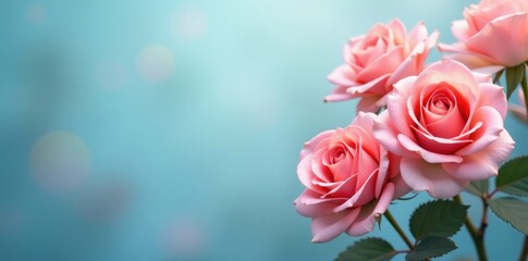 Gentle hues of blue and pink with rose blooms, mock orange, flowers, roses